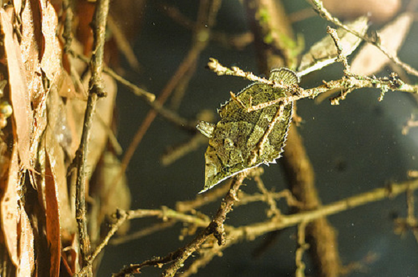 Là động vật ăn thịt bẩm sinh nên chúng không chấp nhận những loại thức ăn khác. Cá lá Nam Mỹ phản ứng xấu với các loại thuốc nên việc nuôi chúng làm cá cảnh rất khó khăn.