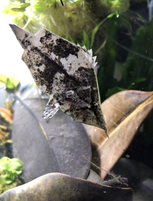 Những chiếc lá dường như trở thành đối tượng được bắt chước nhiều nhất tự nhiên khi không chỉ loài cá mà thậm chí cả côn trùng, bò sát cũng bắt chước hình dáng của chúng để ẩn thân.