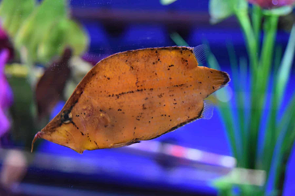 Cá lá Nam Mỹ được phát hiện vào những năm 1920, trong cuộc nghiên cứu ghi lại các loài liên quan đến việc sự việc sinh vật sống trong một con suối chết hàng loạt.