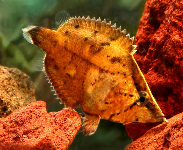 Những kẻ săn mồi thường không để tâm đến những chiếc lá rơi rụng trong nước. Ngoài khả năng bắt chước và ẩn thân tài tình, loài cá lá còn có kỹ thuật săn mồi vô cùng độc đáo.