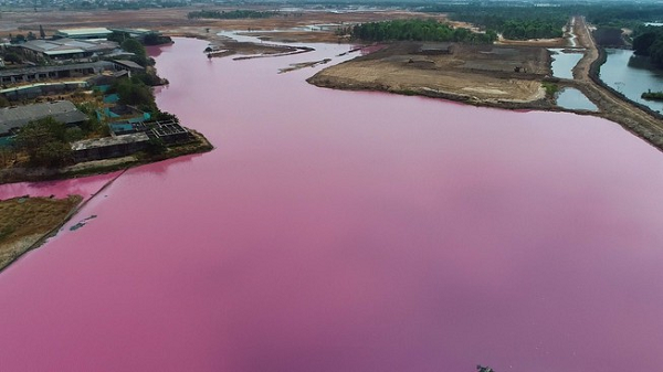 Hiện tượng tảo nở hoa trong đầm do sự phát triển mạnh của tảo lục Dunaliella Salina, làm cho mật độ tế bào tăng cao, đồng thời trong tế bào tích lũy một lượng lớn sắc tố B- carotene, sắc tố này có màu hồng đỏ làm cho nước trong đầm có màu hồng.