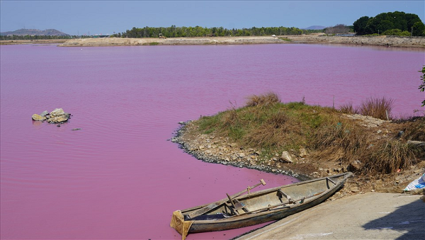 Ở một số nơi, loại tảo này kết hợp cùng một vi khuẩn cổ ưa muối (tên khoa học: Halobacteria) để tạo ra sắc màu vô cùng rực rỡ.