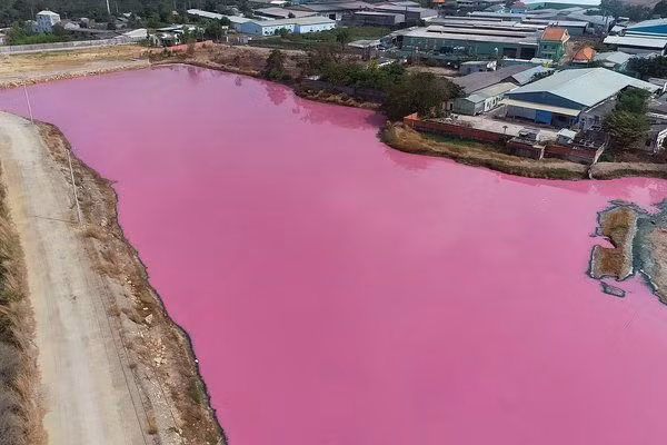 Nước màu hồng do tảo lục Dunaliella salina không sinh ra độc tố, không gây ảnh hưởng cho sinh vật và con người, ngược lại loài tảo này là loài có ích được các loài thủy sinh vật sử dụng như là một nguồn thức ăn.