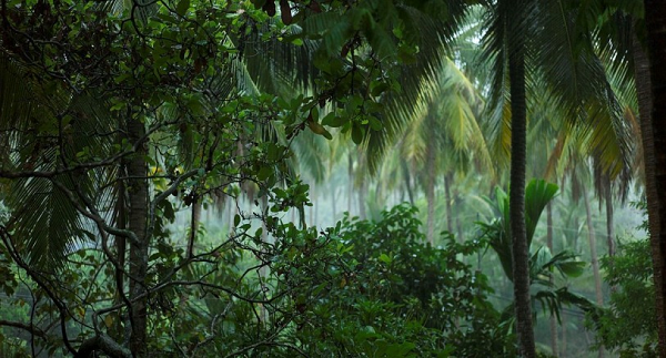 Tuy nhiên, sau vụ va chạm với thiên thạch khổng lồ, rất nhiều loài thực vật đã bị tuyệt chủng, đặc biệt ở thực vật có hạt. Dù các khu rừng phục hồi trong 6 triệu năm tiếp theo nhưng thực vật ra hoa dần trở nên nổi trội.