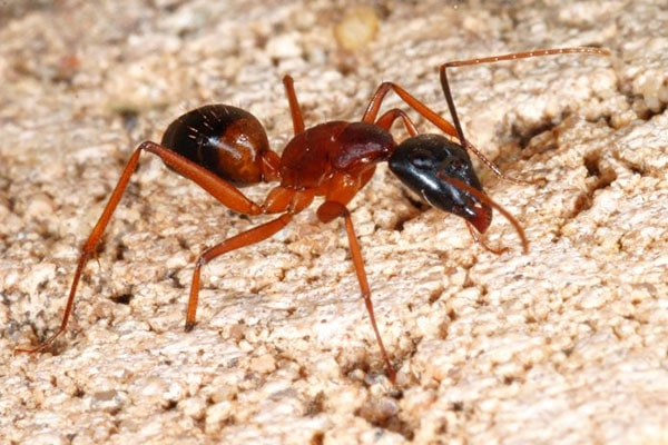 Kiến lửa là loài côn trùng vô cùng quen thuộc với chúng ta. Dù không gây nguy hiểm đến tính mạng nhưng vết cắn của chúng gây cảm giác nhói buốt dai dẳng rất khó chịu.