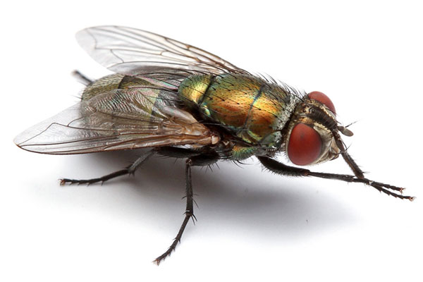 Vết đốt của ruồi trâu gây đau nhức dai dẳng, có thể kéo dài nhiều ngày và sinh ra những biến chứng khác như sốt cao, co giật, hôn mê.