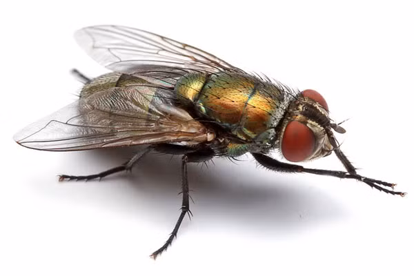 Vết đốt của ruồi trâu gây đau nhức dai dẳng, có thể kéo dài nhiều ngày và sinh ra những biến chứng khác như sốt cao, co giật, hôn mê.