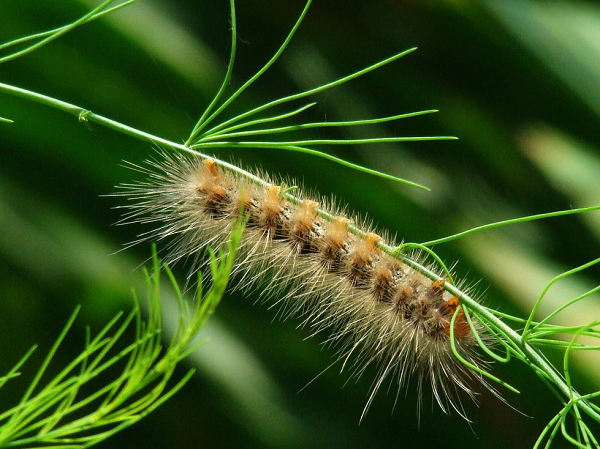 Sâu róm có thể khiến những người nhìn thấy nó phải rùng mình vì cơ thể đầy lông. Sâu róm là ấu trùng của bướm. Chúng không đốt người, nhưng lông gai của hầu hết các loài sâu róm tiết ra chất làm ngứa rát da khi con người chạm phải.