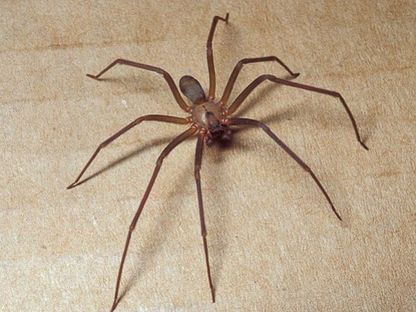 Dù nhện ở Việt Nam không độc như giống loài của chúng sinh sống tại Châu Âu, nhưng vết đốt của loài côn trùng này thường làm da phồng lên, đỏ và nhức. Đôi khi gây chóng mặt, sốt.