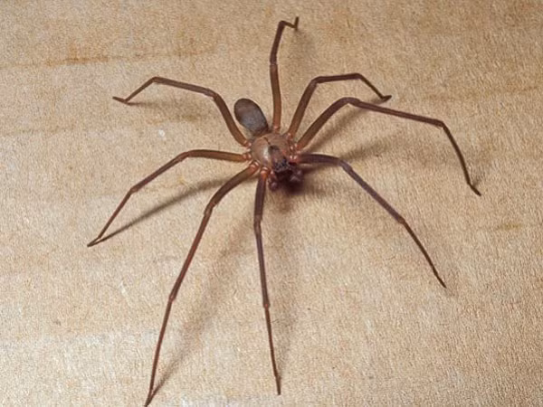 Dù nhện ở Việt Nam không độc như giống loài của chúng sinh sống tại Châu Âu, nhưng vết đốt của loài côn trùng này thường làm da phồng lên, đỏ và nhức. Đôi khi gây chóng mặt, sốt.