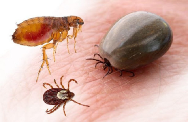 Bọ chét, rận, ve chó có kích thước rất nhỏ. Những loài côn trùng nhỏ này có thể sống trong bụi rậm hoặc trên cơ thể nhiều loài vật nuôi như chó, mèo. Vết đốt của chúng không chỉ gây đau nhói, sưng hay dị ứng mà còn có thể gây cho người bệnh sốt mẩn đỏ.