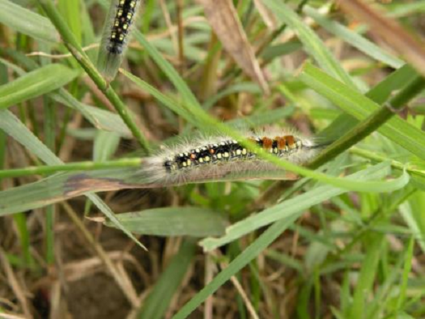 Lông gai của một số loài có thể gây đau nhức dữ dội ở vùng da tiếp xúc, đi kèm với việc mề đay mẩn ngứa do dị ứng. Các nốt xuất huyết có thể xuất hiện trong vòng 2–3 giờ và trong nhiều ngày. Những triệu chứng khác gồm sưng hạch, nhức đầu, sốt, hạ huyết áp và co giật, diễn tiến nặng có thể tử vong.