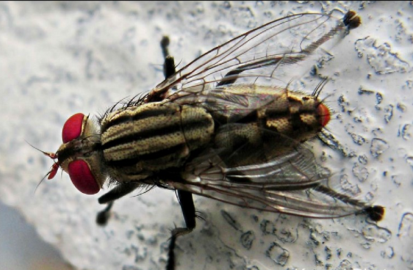 Ruồi trâu có tên khoa học là Tabanidae. Là 1 họ thuộc bộ 2 cánh Diptera. Hiện nay trên trái đất có rất nhiều họ ruồi trâu đang sinh sống. Chúng thường đốt và và hút máu gia súc nhưng cũng không tha cho cả con người.