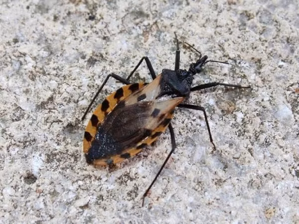 Mắc căn bệnh nguy hiểm này, nạn nhân sẽ rơi vào tình trạng mệt mỏi, buồn ngủ và mất khả năng miễn dịch. Khi trở thành mãn tính, bệnh có thể gây nghẽn mạch máu dẫn đến tử vong.