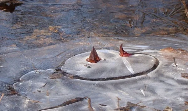 Theo các nhà sinh học, cây sinh nhiệt, tỏa nhiệt để hỗ trợ thụ phấn. Nhiệt lượng khiến hương hoa trở nên linh động hơn, giúp mùi hương lan rộng và côn trùng thụ phấn có thể tìm thấy vị trí cây từ xa.