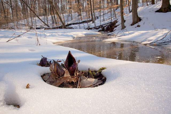 Nhiệt năng cần thiết để làm tan tuyết xuất phát từ bản thân cây hoa bắp cải. Bắp cải chồn hôi là một trong số ít các loài thực vật ra hoa nguồn gốc cổ xưa có khả năng sinh nhiệt.