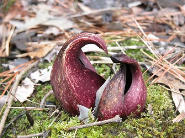 Ở quanh nơi bắp cải chồn hôi mọc thường có một vũng nước nhỏ, tạo thành từ băng tuyết tan do hơi nóng của thân cây.