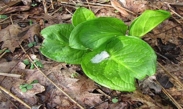 Tuy nhiên, các loài hoa cho côn trùng thụ phấn hút mật rồi rời đi có cơ hội phát tán phấn hoa tốt hơn những loài hoa bẫy côn trùng. Đó là lý do hiện tượng sinh nhiệt không phổ biến trong thế giới thực vật.