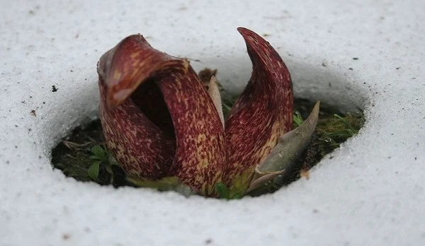 Cây sinh nhiệt có mặt ở nhiều họ cây khác nhau, nhưng họ Ráy bao gồm nhiều loài hơn cả. Bắp cải chồn hôi, hoa ngựa thối, khoai tượng và cây trầu bà tay Phật chỉ là một số cây sinh nhiệt thuộc họ Ráy. Những loài cây này có thể phát ra lượng nhiệt lớn hơn so với động vật có vú.