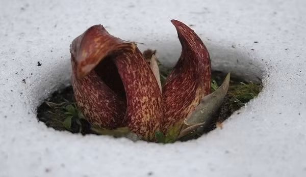 Cây sinh nhiệt có mặt ở nhiều họ cây khác nhau, nhưng họ Ráy bao gồm nhiều loài hơn cả. Bắp cải chồn hôi, hoa ngựa thối, khoai tượng và cây trầu bà tay Phật chỉ là một số cây sinh nhiệt thuộc họ Ráy. Những loài cây này có thể phát ra lượng nhiệt lớn hơn so với động vật có vú.