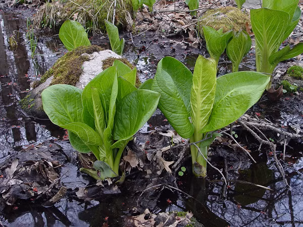 Trong quá trình tiến hóa, cây sinh nhiệt biến mất dần, nhường chỗ cho những loài cây có phương pháp thụ phấn tốt hơn.