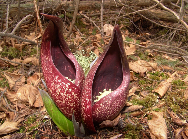 Bắp cải chồn hôi là loài cây phát triển vào đầu xuân, ngay cả khi tuyết chưa tan. Khi chồi cây đâm xuyên qua băng tuyết, chúng sẽ ra hoa.