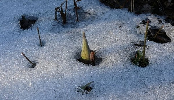 Ngoài ra, nhờ hơi nóng, các loài cây sinh nhiệt cũng trở nên hấp dẫn hơn với những côn trùng thích sự ấm áp.