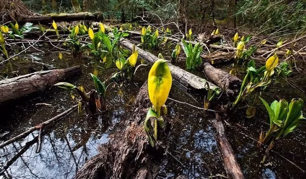 Cây sinh nhiệt đã được biết đến cách đây hơn 200 năm nhưng gần đây, các nhà nghiên cứu mới bắt đầu tìm ra cơ chế hóa sinh của nó. Nhiệt sinh ra ở ty thể, nơi chuyển hóa các chất hữu cơ thành năng lượng tế bào có thể sử dụng.