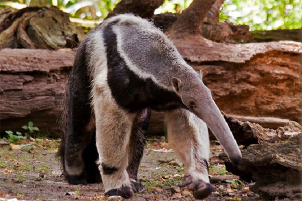 Nếu sống trong tự nhiên, gấu ăn kiến có thể tồn tại được 15 đến 25 năm nếu được nuôi nhốt. Chúng di chuyển bằng đốt ngón tay, giống như khỉ đột. Điều này giúp nó giữ móng vuốt đẹp và sắc nét. Những móng vuốt này được sử dụng để đào và phòng thủ.