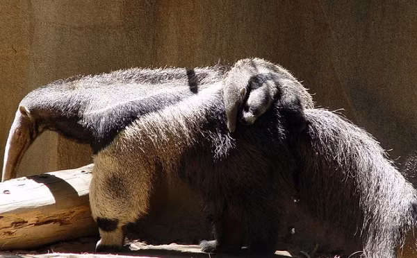 Gấu kiến không phải loài vật hay đi tấn công nhưng mỗi lần cần tự vệ thì loài động vật này lại trở nên rất hung dữ. Khi bị dồn đến đường cùng, gấu kiến dùng đuôi để giữ thăng bằng cơ thể, sau đó đứng bằng đôi chân sau và tung những móng vuốt sắc nhọn vào kẻ thù.