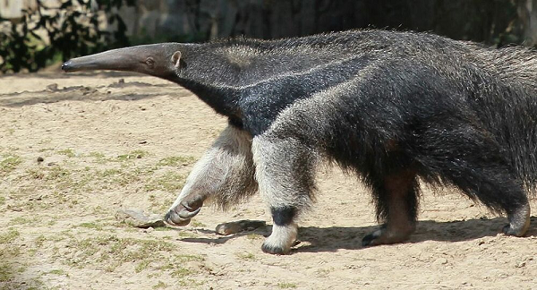 Gấu kiến thường nhút nhát và hay tránh chạm mặt với con người. Nhưng năm 2010 và 2012, hai thợ săn đã bị giết chết bởi chúng, nguyên nhân được biết là do hai người bắn làm bị thương và chúng chống trả để bảo vệ bản thân.