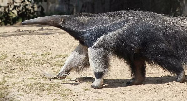 Gấu kiến thường nhút nhát và hay tránh chạm mặt với con người. Nhưng năm 2010 và 2012, hai thợ săn đã bị giết chết bởi chúng, nguyên nhân được biết là do hai người bắn làm bị thương và chúng chống trả để bảo vệ bản thân.