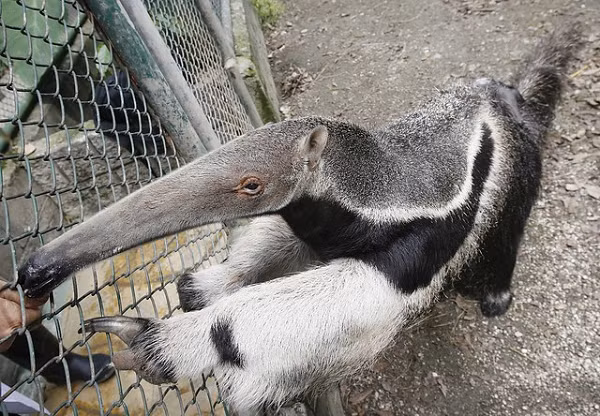 Thú ăn kiến khổng lồ còn được gọi là gấu kiến (danh pháp hai phần: Myrmecophaga tridactyla) là một loài động vật có vú trong họ Myrmecophagidae, bộ Pilosa.