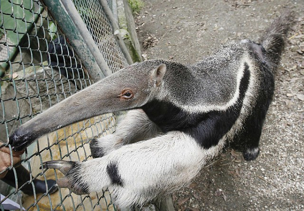 Thú ăn kiến khổng lồ còn được gọi là gấu kiến (danh pháp hai phần: Myrmecophaga tridactyla) là một loài động vật có vú trong họ Myrmecophagidae, bộ Pilosa.