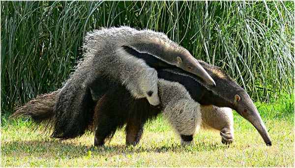 Gấu kiến thường mang theo con mình trên lưng. Nó khiến cho gấu kiến trở nên to lớn hơn và đặc biệt làm những con vật khác cảm thấy sợ khi phải tấn công một mục tiêu lớn như vậy.