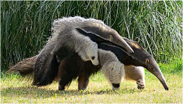 Gấu kiến thường mang theo con mình trên lưng. Nó khiến cho gấu kiến trở nên to lớn hơn và đặc biệt làm những con vật khác cảm thấy sợ khi phải tấn công một mục tiêu lớn như vậy.