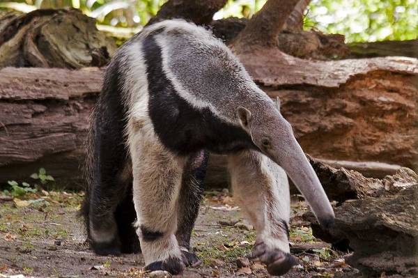 Đuôi của gấu ăn kiến được sử dụng như một vỏ bọc để giữ ấm cho chúng vào ban đêm. Hoặc mát mẻ vào ban ngày. Đuôi hoạt động như một chất cách điện khi chúng ngủ. Nó cũng hoạt động như một hình thức ngụy trang để ẩn nấp khỏi những kẻ săn mồi.