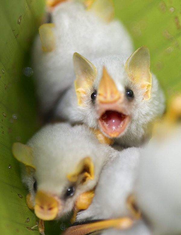 Dơi trắng hiếm khi bay, kể cả vào buổi đêm bởi vẻ ngoài nổi bật của chúng rất dễ trở thành mục tiêu của những động vật ăn thịt hung ác.