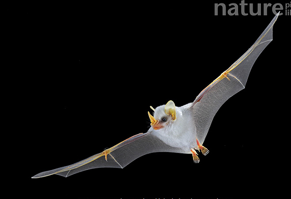 Đặc biệt, dơi trắng Honduras có khả năng sử dụng carotenoid để tạo ra màu vàng cam ở tai, mũi và môi. Khả năng độc đáo này từng được nghiên cứu y học giúp hiểu và điều trị bệnh thoái hóa điểm vàng ở người.