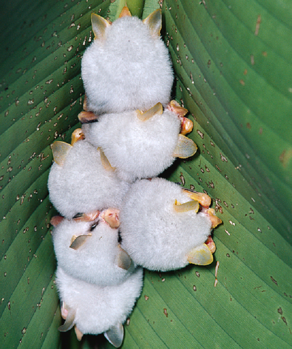 Loài dơi dễ thương này còn nổi danh vì khả năng dựng lều từ lá chuối. Chúng có thể biến những tàu lá chuối lớn thành nơi trú ngụ của mình.