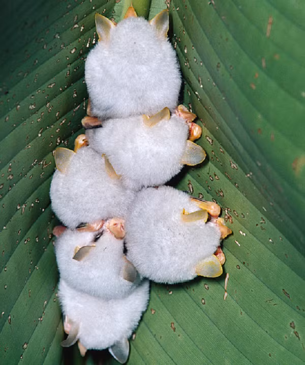 Loài dơi dễ thương này còn nổi danh vì khả năng dựng lều từ lá chuối. Chúng có thể biến những tàu lá chuối lớn thành nơi trú ngụ của mình.