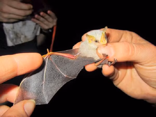 Khi cây rung chuyển báo hiệu kẻ săn mồi đang đến gần, những con dơi nhỏ bé sẽ nhanh chóng bay sang chỗ khác. Chúng luôn biết cách tạo ra nhiều nơi trú ẩn để bảo đảm sự an toàn.