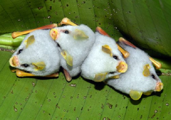 Trong bầy, những con dơi lớn hơn sẽ có nhiệm vụ bảo bọc những con dơi nhỏ hơn, chúng sẽ cắn lá cây để cuộn quanh người những con dơi nhỏ, bảo vệ cả đàn khỏi mưa nắng và kẻ thù tự nhiên.