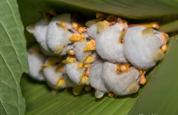 Trong số khoảng 1.300 loài dơi trên thế giới, dơi trắng Honduras nhỏ bé là một ngoại lệ hiếm hoi được coi là đáng yêu. Đây là loài động vật có vú biết bay, được tìm thấy trong các khu rừng nhiệt đới của các nước Trung-Mỹ như Honduras, Nicaragua, Costa Rica và các khu vực phía tây của Panama.