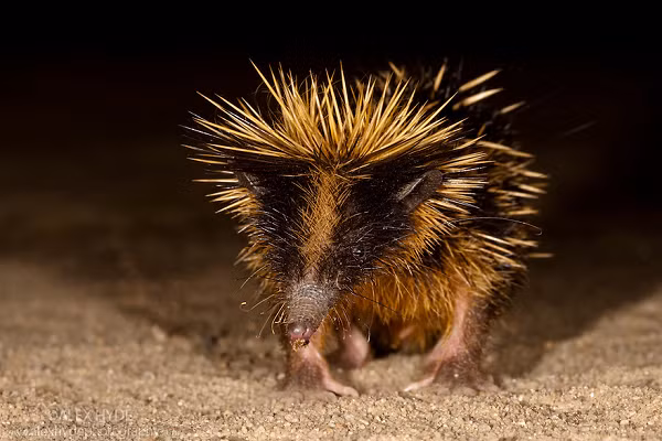 Mặc dù sở hữu những chiếc gai nhọn phủ khắp mình, nhưng Hemicentetes semispinosus là loài quần cư khi mỗi gia đình có khoảng 20 cá thể chung sống với nhau.