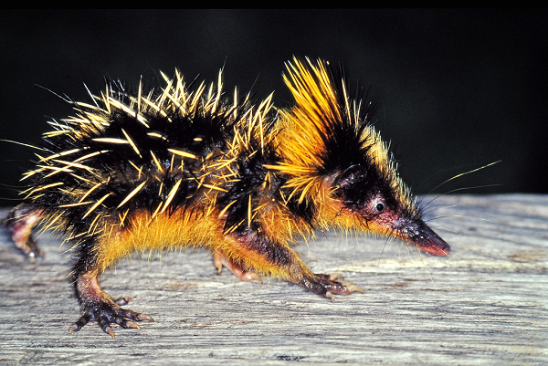 Dù hay xù lông lên để hù dọa khiến chúng có phần đáng sợ nhưng thực tế Tenrec lông sọc là loài vô hại và nhút nhát.