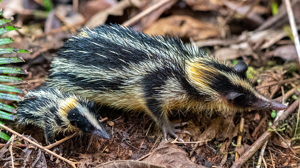 Loài Tenrec lông sọc còn có thể tấn công các loài động vật gây nguy hiểm đến bản thân chúng bằng gai đầy độc xung quanh cổ.