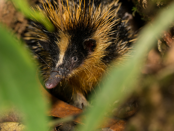 Tenrec là loài ăn công trùng đến từ Madagasca, đây cũng là nơi sính sống của nhiều loài động vật kỳ lạ, trong đó bao gồm loài khỉ Aye aye và vượn cáo. 