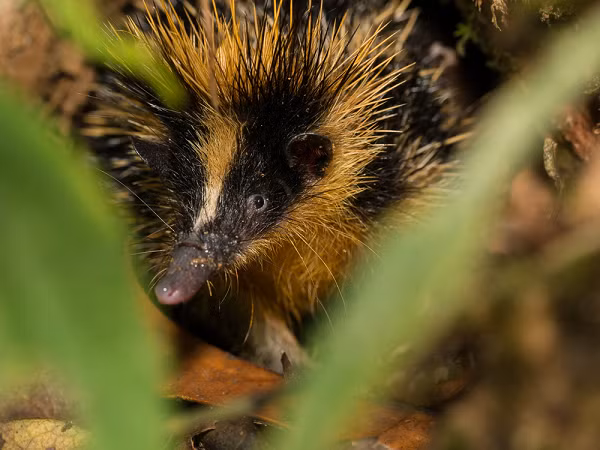 Tenrec là loài ăn công trùng đến từ Madagasca, đây cũng là nơi sính sống của nhiều loài động vật kỳ lạ, trong đó bao gồm loài khỉ Aye aye và vượn cáo. 