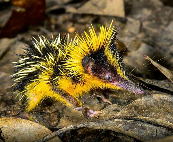 Loài Tenrec lông sọc là động vật có vú trong họ Tenrecidae, bộ Afrosoricida và được mô tả lần đầu tiên vào năm 1798 bởi nhà tự nhiên học và động vật học người Pháp - Georges Cuvier.